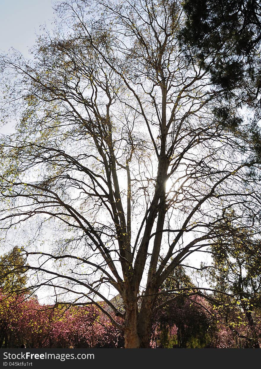 A Phoenix Tree in spring