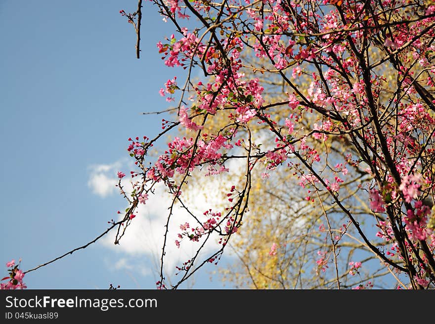 Sakura In Spring