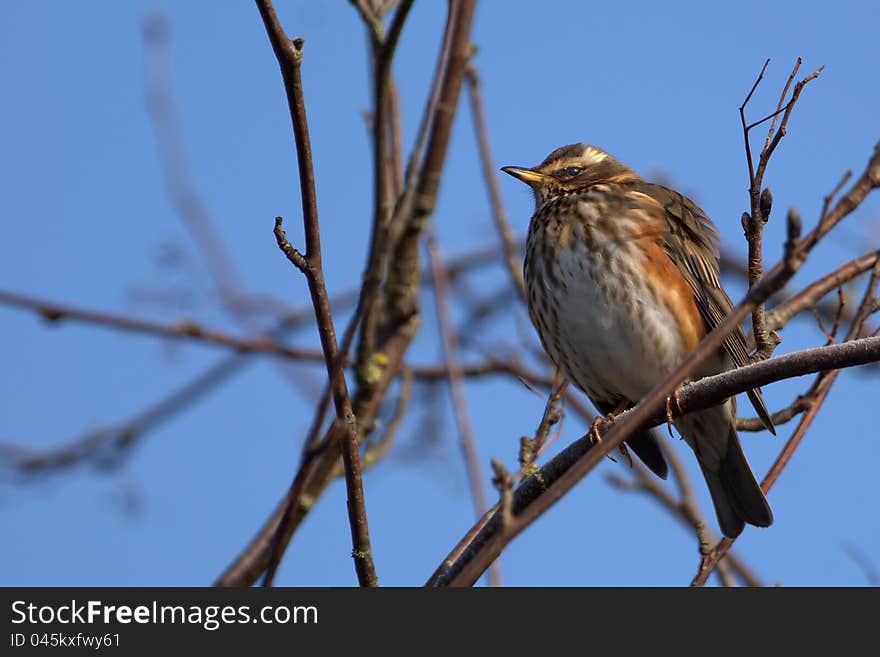 Redwing On Blue Sky