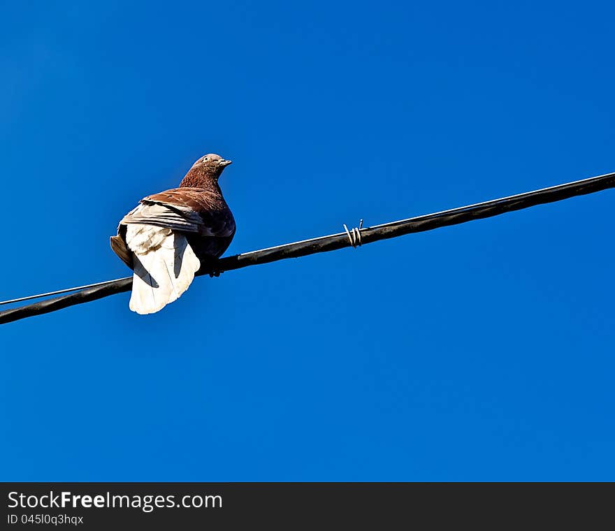 Dove resting on the wires. Against the backdrop of bright blue sky, it looks unusual bird. Dove resting on the wires. Against the backdrop of bright blue sky, it looks unusual bird.