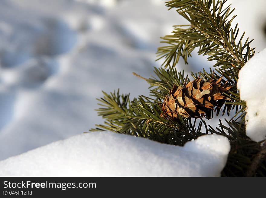 Cones in the winter forest. Cones in the winter forest