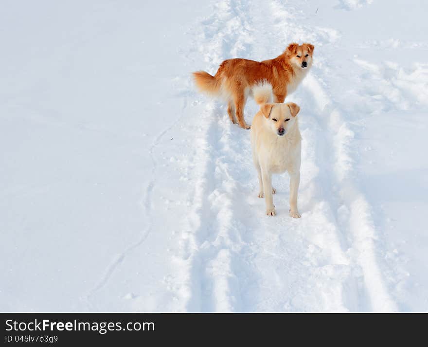 Two dogs on winter road