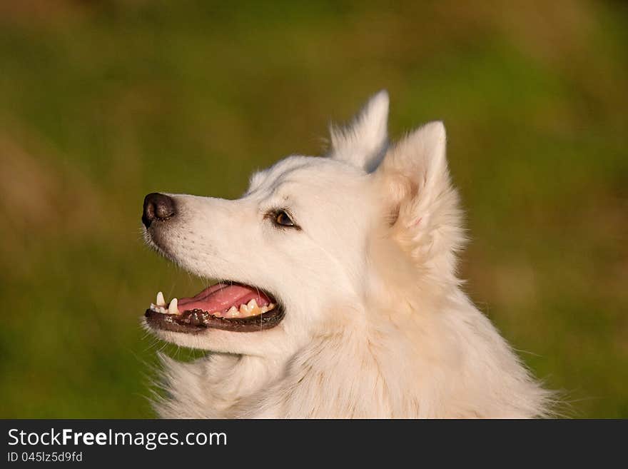 Japanese Spitz portrait