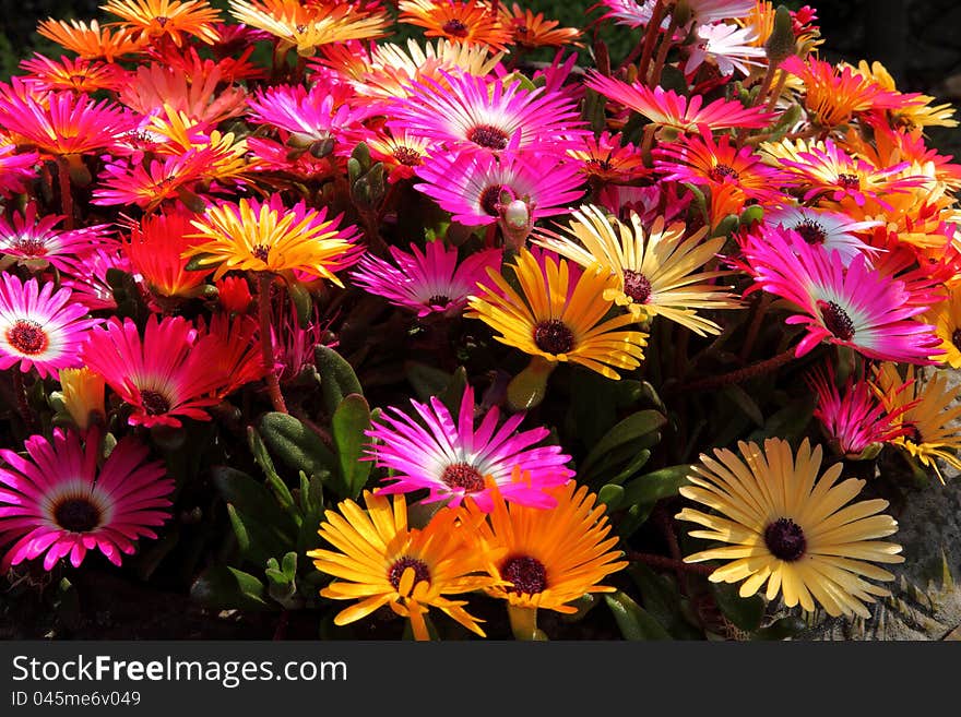 Livingston-daisies, Ice plant, daisy. Livingston-daisies, Ice plant, daisy