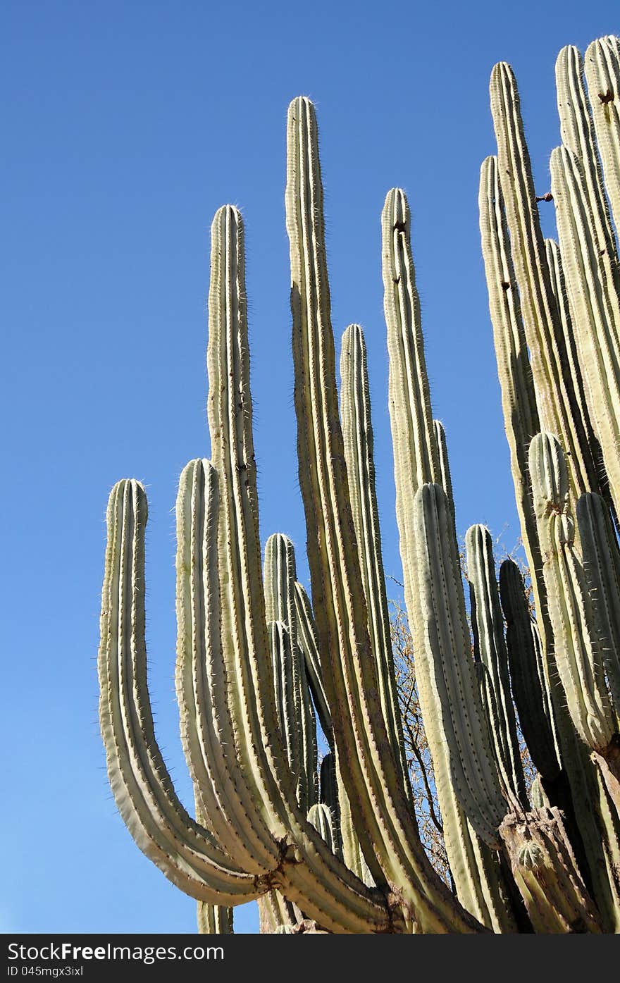 Branches of tall cactus, Mexico. Branches of tall cactus, Mexico