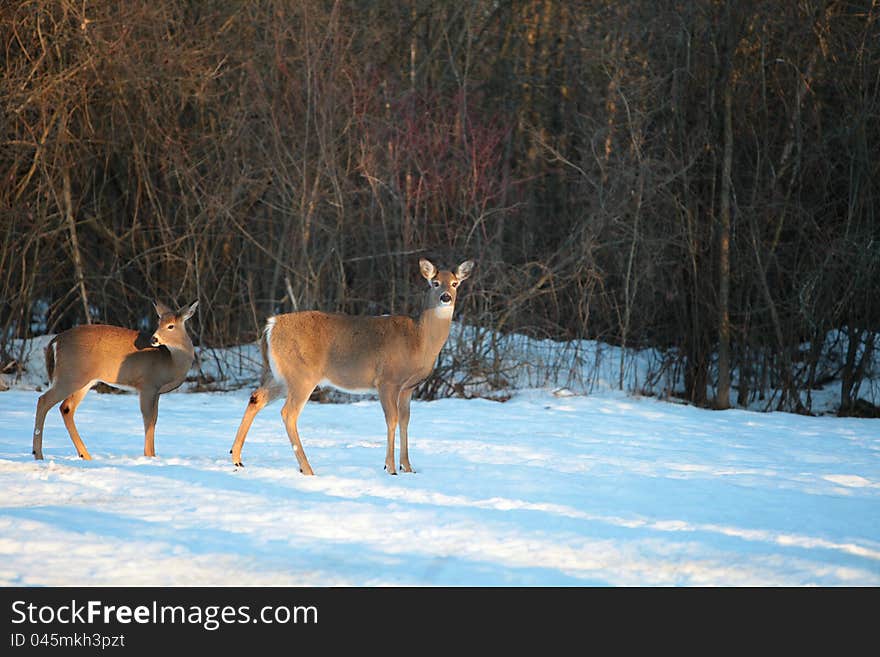 Two beautiful White-tailed Deer stand posing for their pictures in wintertime in Canada. Two beautiful White-tailed Deer stand posing for their pictures in wintertime in Canada.