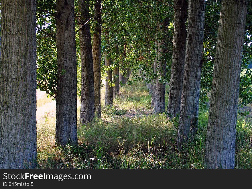 Shady Path Through The Trees