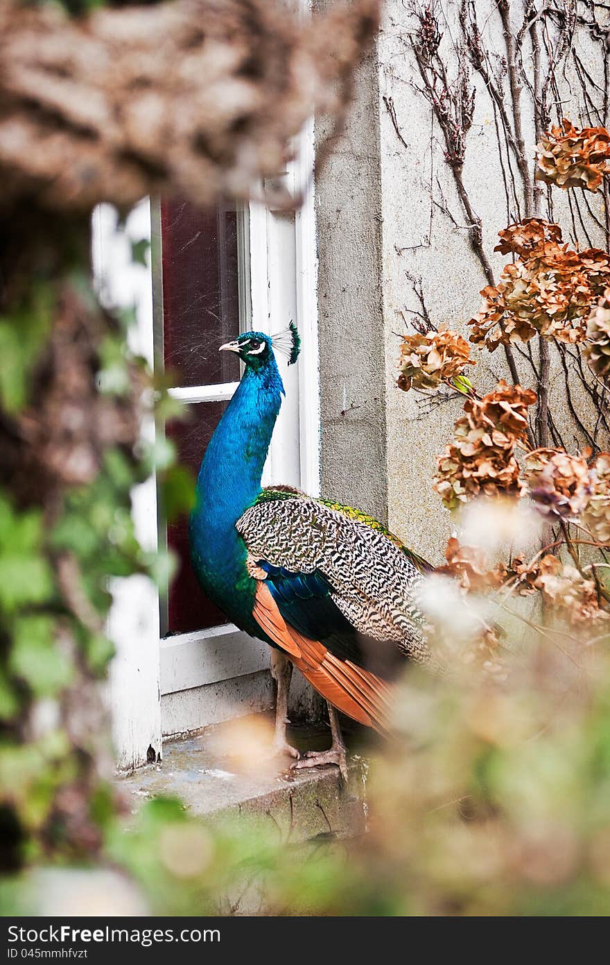 Peacock looking inside the house through the window. Peacock looking inside the house through the window.