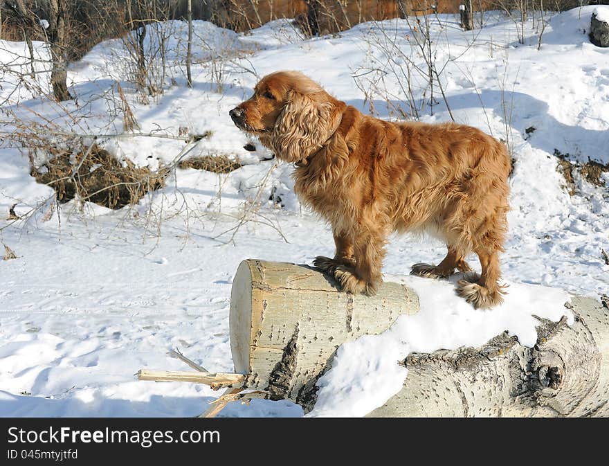 Dog on log