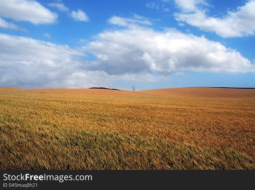 Picture of an Australian Wheat Field