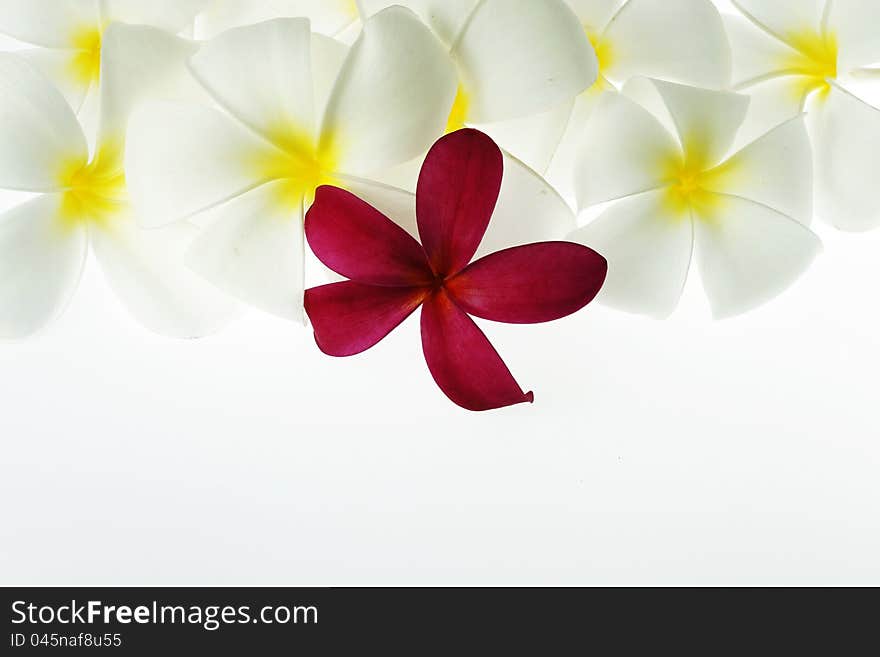 Frangipani On White Background