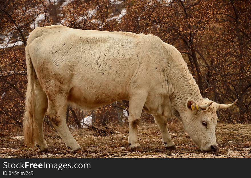 Cow grazing