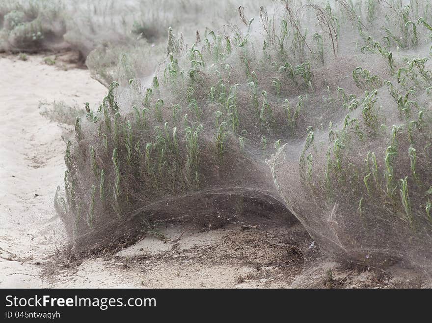 Plant in web