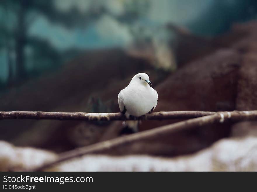 White dove sitting on a branch. White dove sitting on a branch