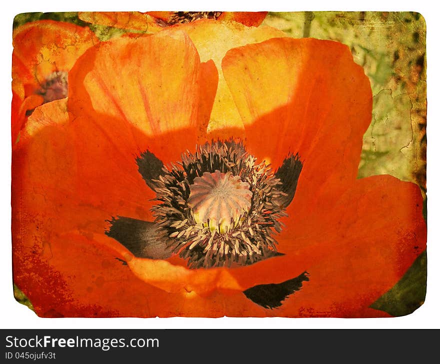 Red Poppy. Old postcard, design in grunge and retro style