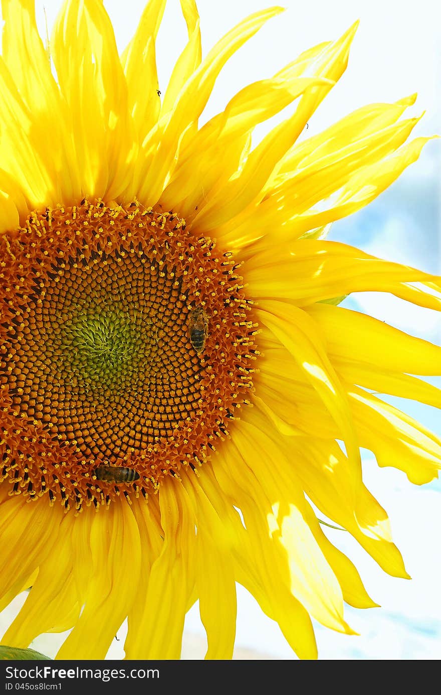 Sunflower on the background of skies. Sunflower on the background of skies