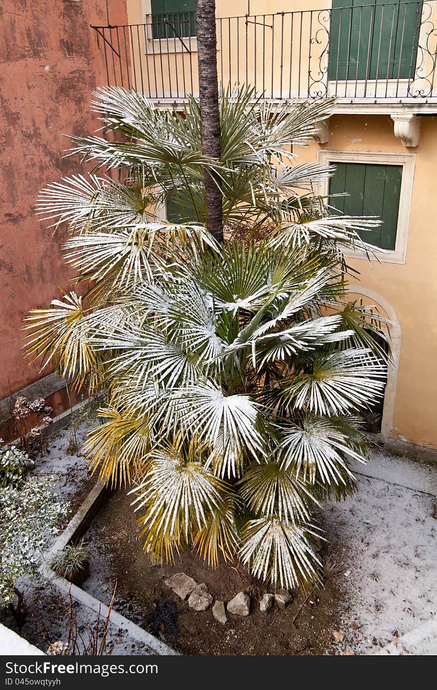 A palmtree downtown vicenza covered by snow. A palmtree downtown vicenza covered by snow