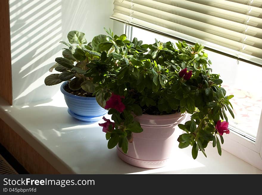 Beautiful Flowerpot On A Window Sill