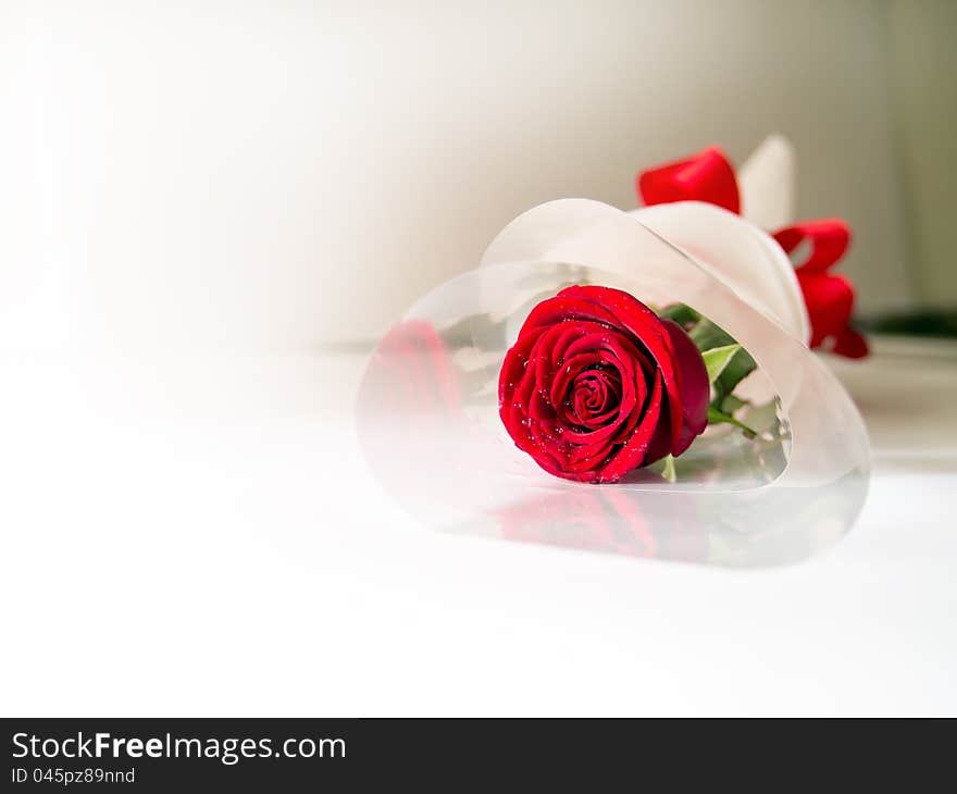 Fine rose with white space