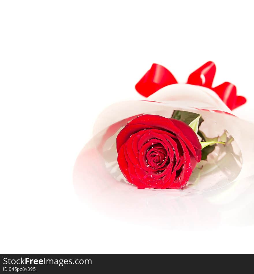 Red Rose isolated on white background