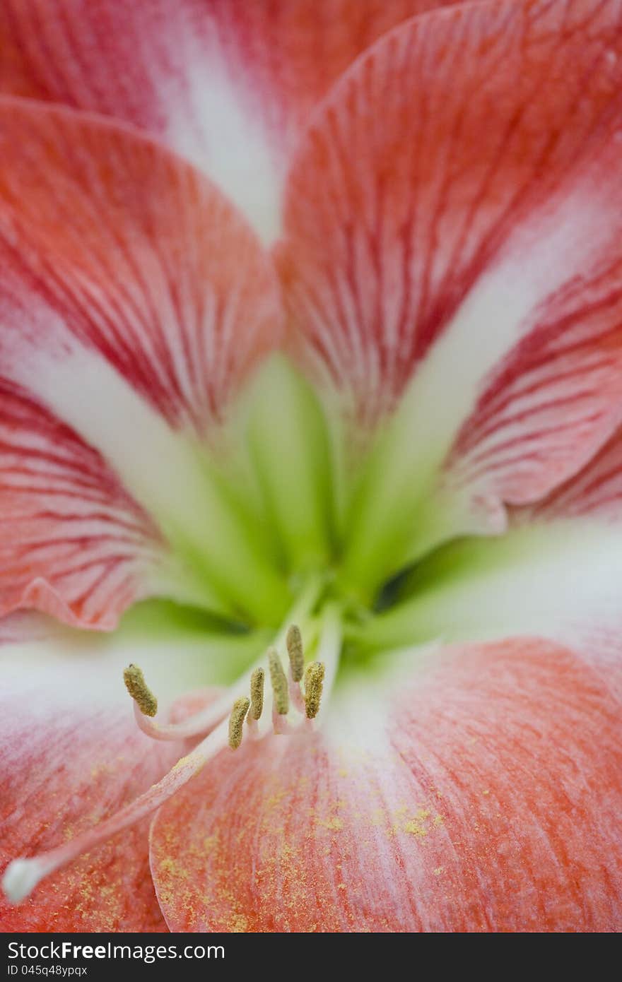 Pink, slightly orange flower with stamens and grains of pollen.