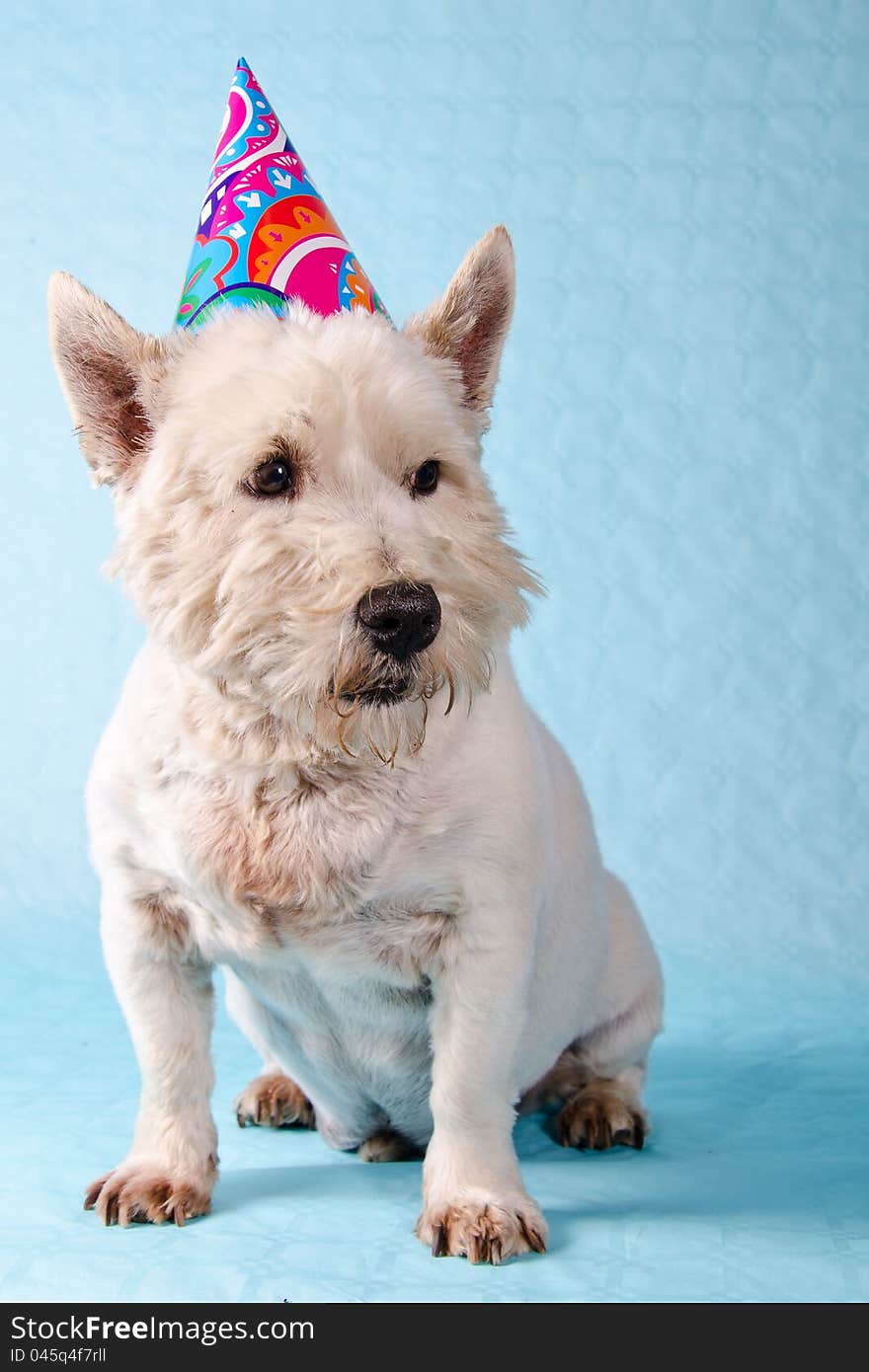 West Highland Terrier