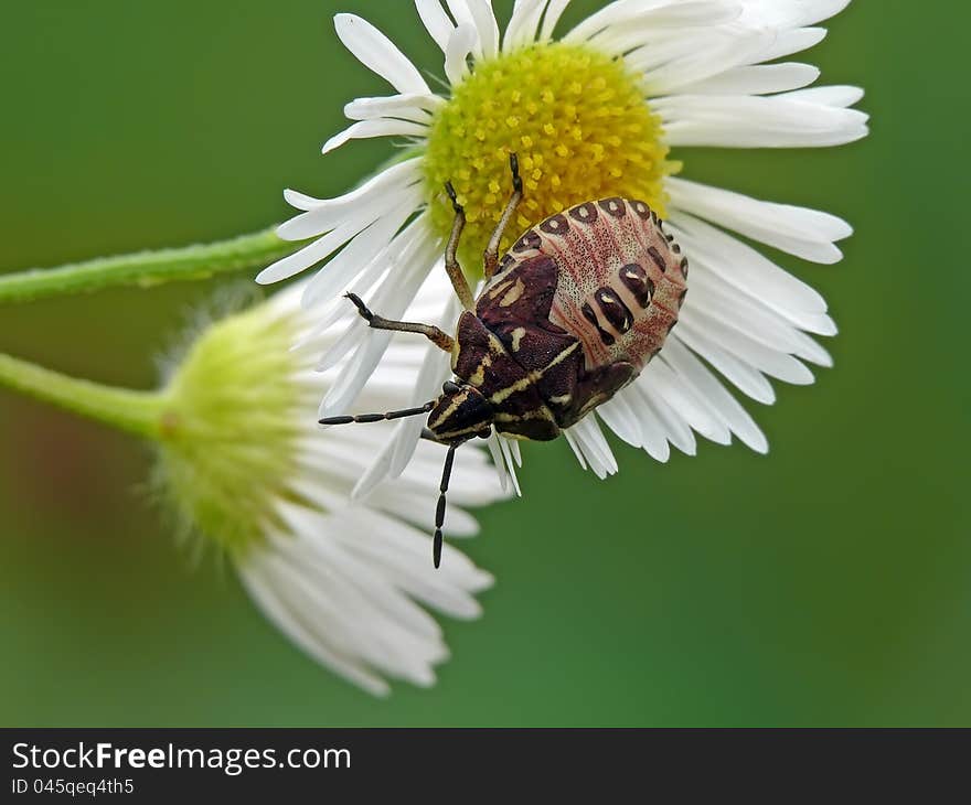 Nymph of shieldug Carpocoris purpureipennis on a marguerite. Nymph of shieldug Carpocoris purpureipennis on a marguerite.