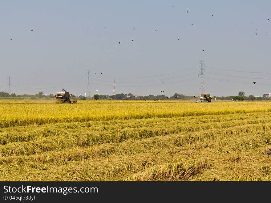 Rice harvesting with combine harvester, Thailand