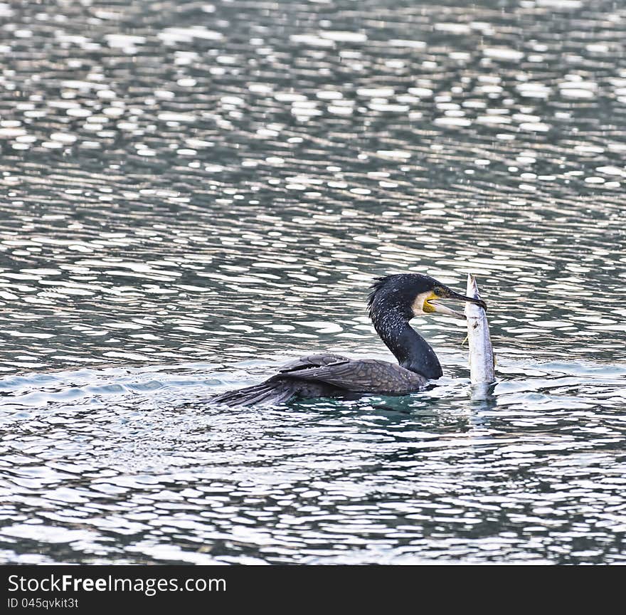 Cormorant