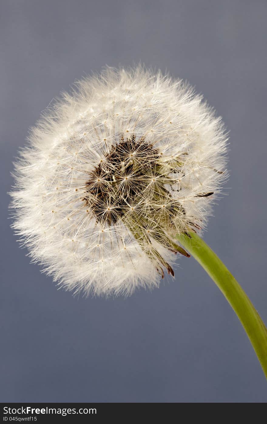 Dandelion Close Up On Blue Background