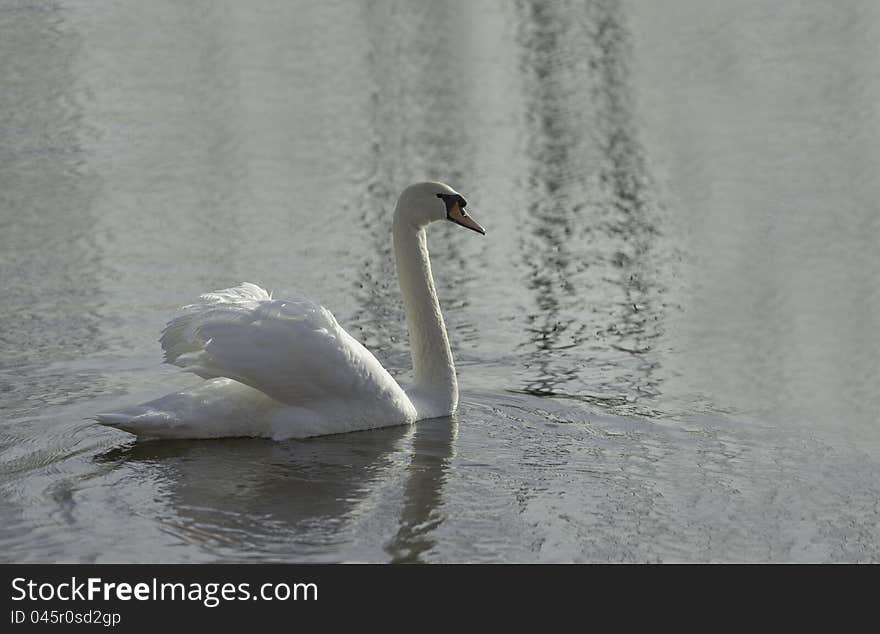 Swan at the pond in the spring morning. Swan at the pond in the spring morning.