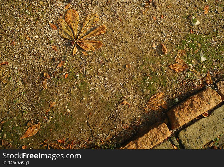 The fallen down sheet of a chestnut on the earth. The fallen down sheet of a chestnut on the earth