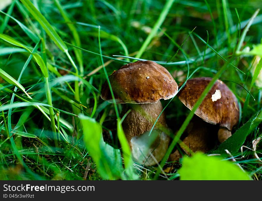 Wild Mushrooms