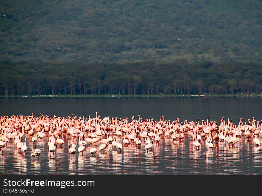 Flamingos in Lake Nakuru, Kenya