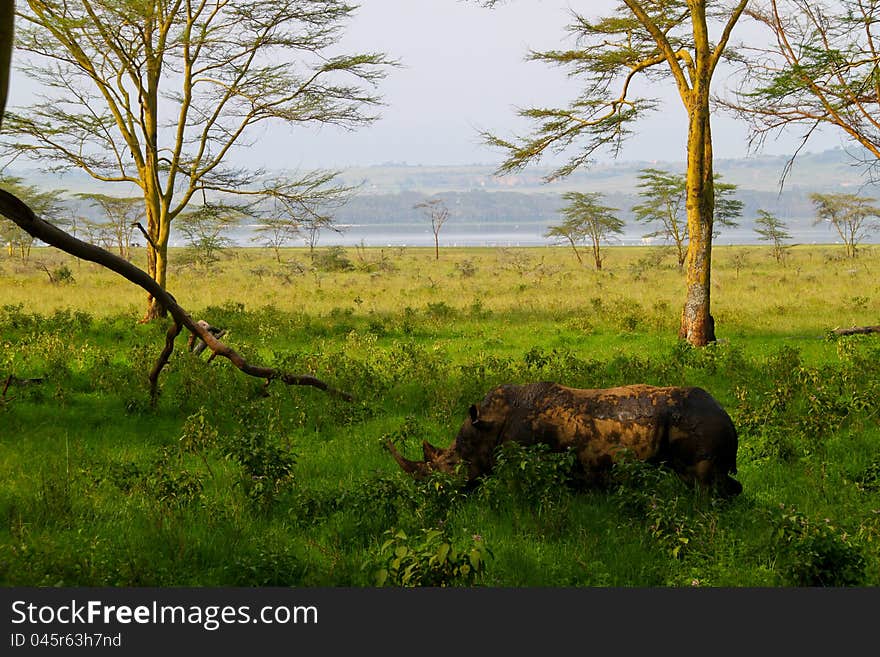 Rhino in the wild, Lake Nakuru, Kenya