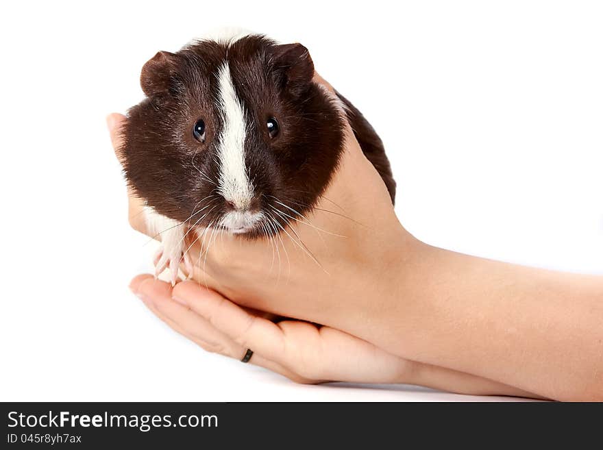 Guinea pigs