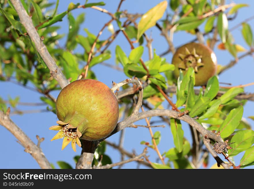 Pomegranate tree, closeup of a pomegranate