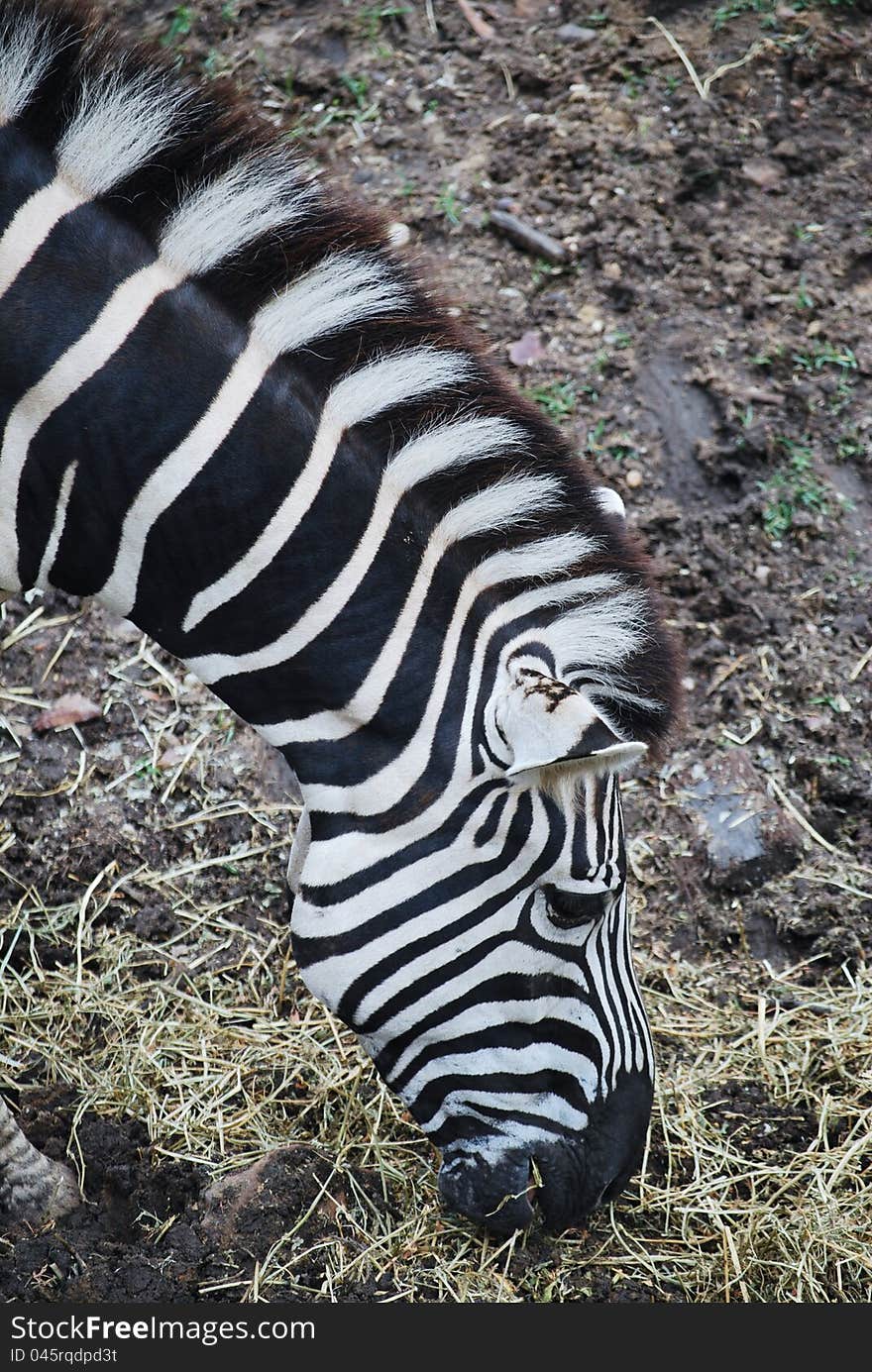 Profile view of zebra eating grass