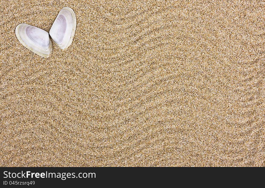 Seashell in the sand - holiday concept with copy space. Seashell in the sand - holiday concept with copy space