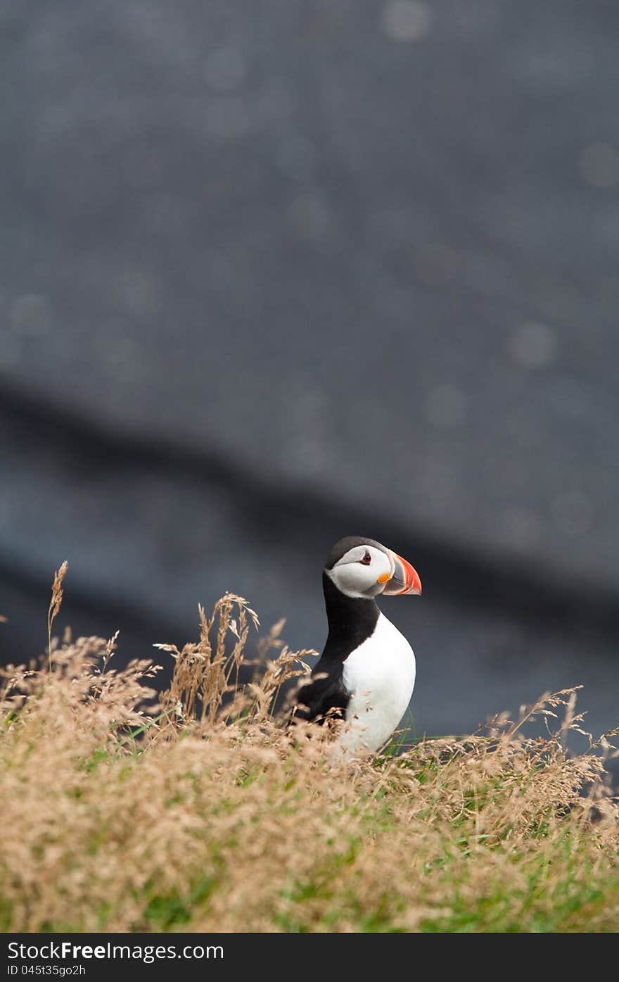 Cute Puffin Bird