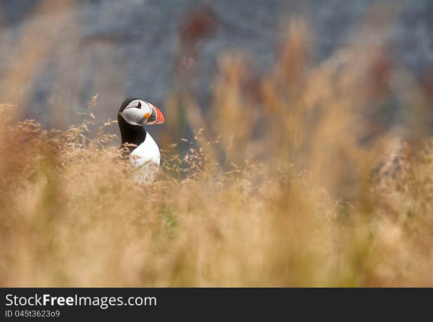 Cute Puffin Bird