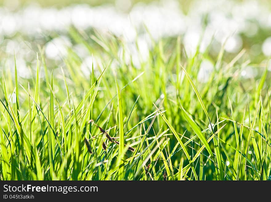 Fresh green grass abstract with blurred top part