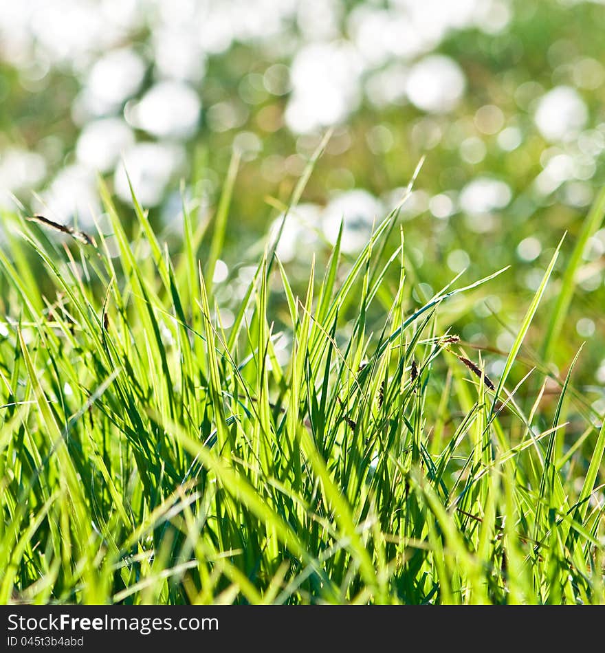 Fresh green grass abstract with blurred top part