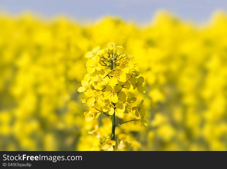 Close Up Of A Rape Field