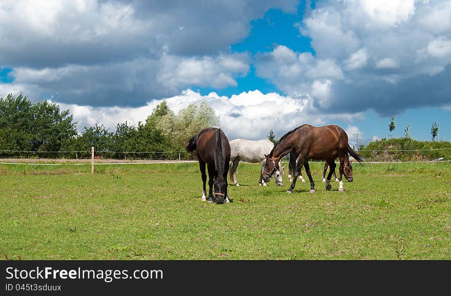 Grazing horses on grass field with dramatic blue sky