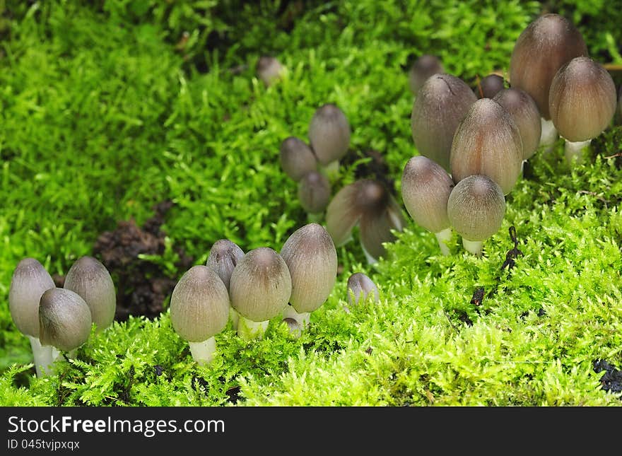 A group of young common Ink cap fungi, pushing their way through blanket moss. This fungi is edible when young, unless alcohol is consumed, up to three days after eating them, which would cause vomiting, and possibly arythmia. Because of this, an old term for this fungi, is Tipplers bane. A group of young common Ink cap fungi, pushing their way through blanket moss. This fungi is edible when young, unless alcohol is consumed, up to three days after eating them, which would cause vomiting, and possibly arythmia. Because of this, an old term for this fungi, is Tipplers bane.