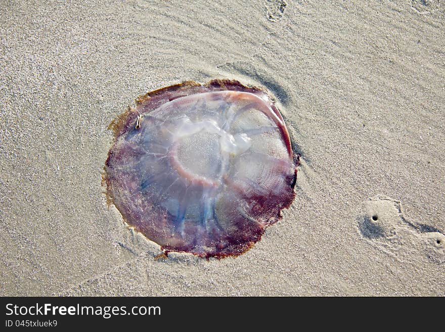 A orange brown mushroom jellyfish (rhopilema verrilli) is burrowed in the sand on the beach in South Carolina at low tide.