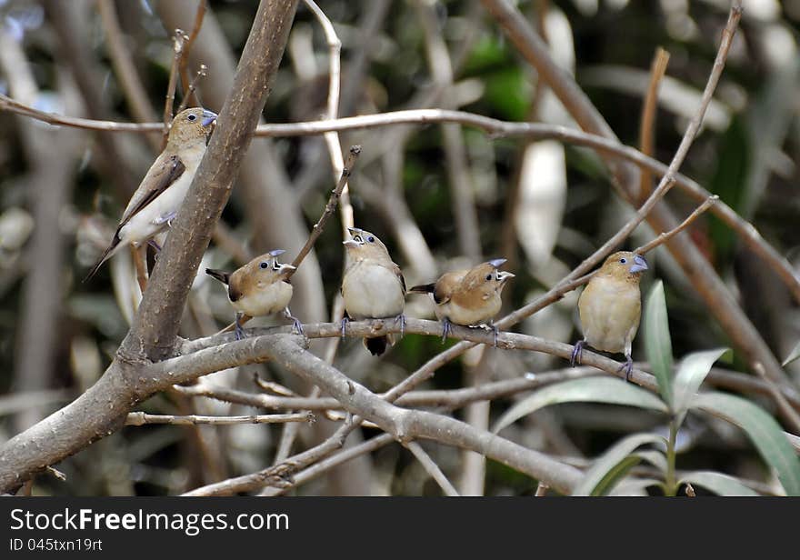 Five African Silver-bills