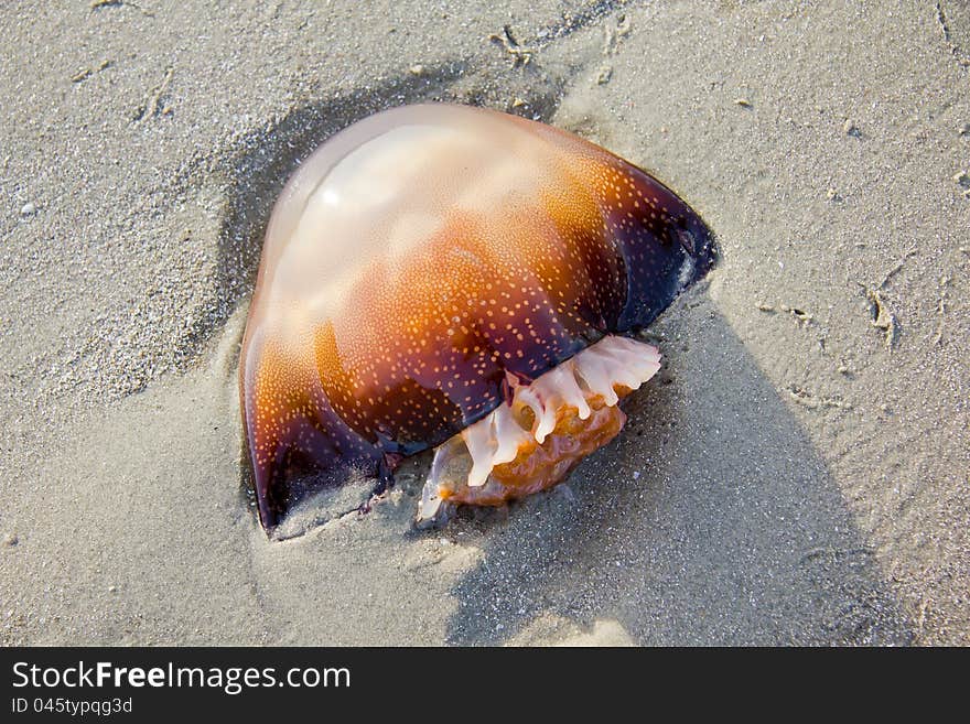 A orange brown mushroom jellyfish (rhopilema verrilli) is on the sand on the beach in South Carolina at low tide.