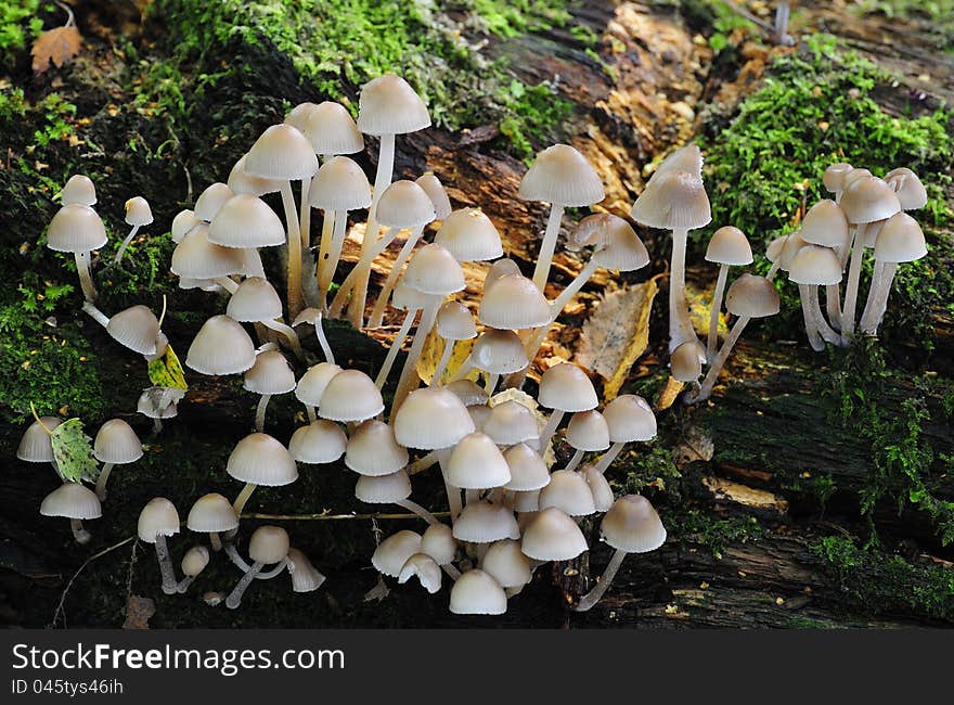 Sulphur tuft fungi &x28;Hypholoma fasciculare&x29